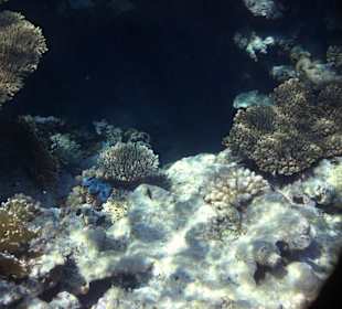 Am Steg - Hausriff  Hotel Sea Life Resort