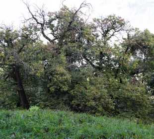 Kastanienerlebnisweg in Völlan