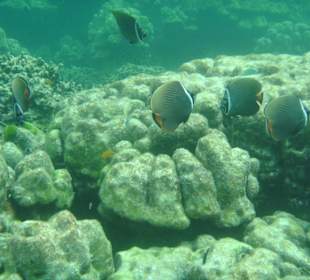 Geniales Schnorchelgebiet - Surin-Island - Thai