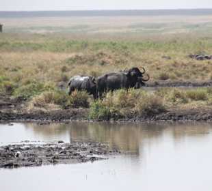 ...Tümpel gegen die Insekten