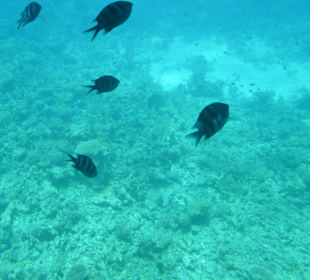 Ausflüg mit Glasboot