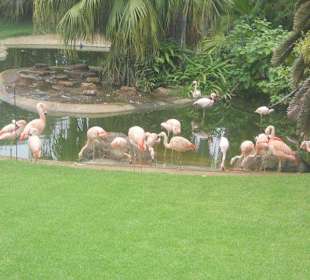 Flamingos