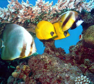 Speakers corner im Riff