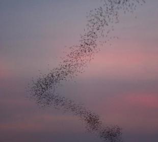 Fledermausschwarm