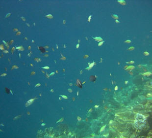 Am Hausriff Athuruga