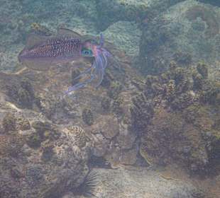 Calmar in der Bucht von Sunset