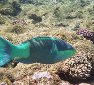 Unterwasserwelt am großen Hausriff vom Hotel Club Azur