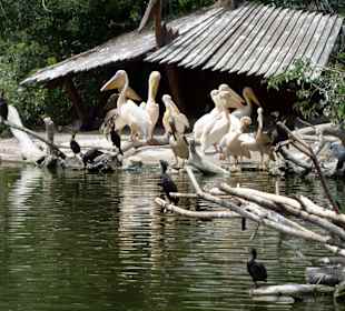 Die Vögel fühlten sich wohl im Wasser 