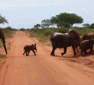 Wenn ich groß bin, werd ich Elefant