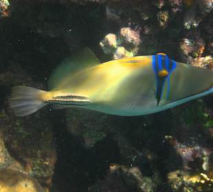 Rotmeer Picassodrücker