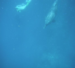 Delfine in der Bucht