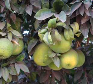 Souss Ebene - Besichtigung Zitrusplantage