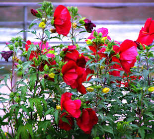 Prachtblumen an der Allee 