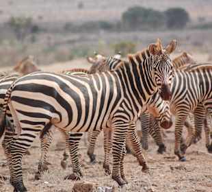 Zebras im Tsavo-Ost