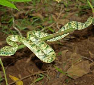 "Bewohner" des Baku Nationalpark
