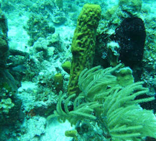Tauchen am Coral Gardens Point
