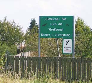 Gänsegeier im Falkenhof auf dem Großem Feldberg
