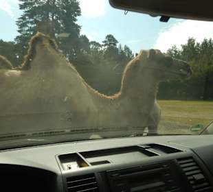 Durchfahrt Serengetipark