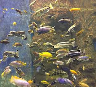 Afrykarium Zoo Wrocław