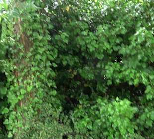 Baumlehrpfad Glacis Park