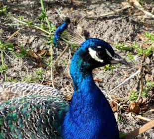 Rundgang durch den Botanischen Garten Oldenburg