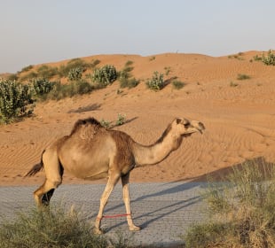 Besuch auf dem Weg zur Wüste 