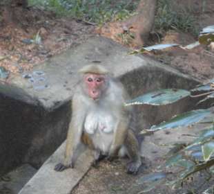 Raja Wasala Park - Wace Park