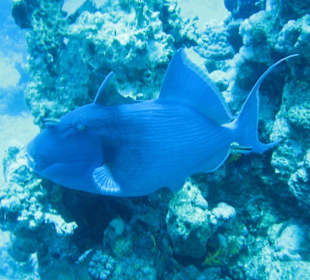 Blauer Drückerfisch