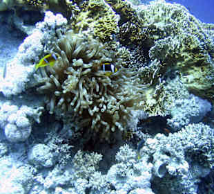 Nurkowanie w Sharm el Sheikh - podwodne życie