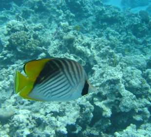 Wieder eine Falterfischart