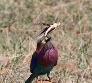 Wierum muss man das drehen???