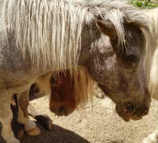 Sehr viel Pony's
