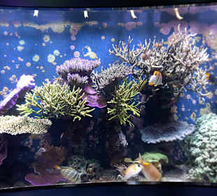 Aquazoo Löbbecke Museum Düsseldorf