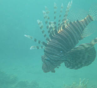 Schnorcheln Marsa Alam