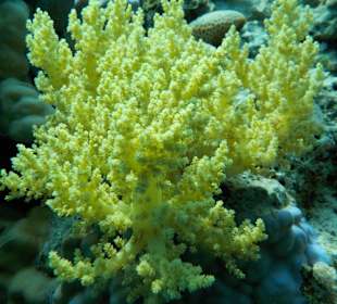 Schnorcheln Abu Dabab