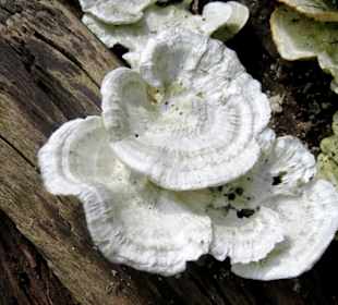 Baumschwämme am Totholz