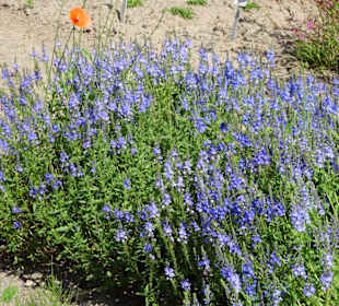 Spaziergang durch den Botanischen Garten Bremen