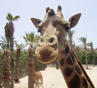 Giraffe vom Oasis Park