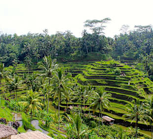 Reisterrassen Tegallalang 