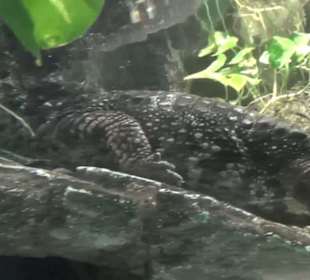 Südamerika Bereich - Jaguarhaus