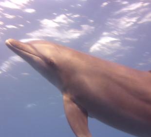Schwimmen mit Delfinen