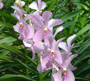 Botanischer Garten Singapur 