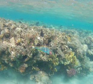 Schnorcheln Marsa Alam