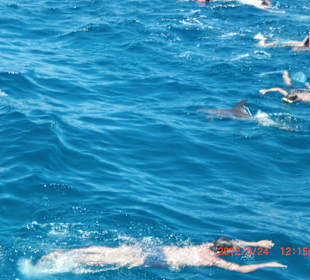 Mitten drin der Delphin, einfach toll