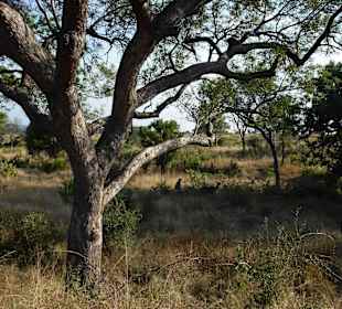 Krüger Nationalpark