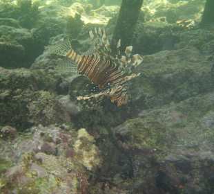 Indischer Rotfeuerfisch