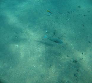Fische