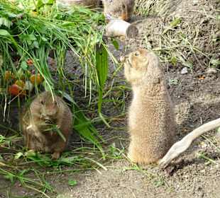Präriehunde im Zoo Salzburg
