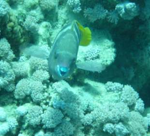 Da lacht der Fisch
