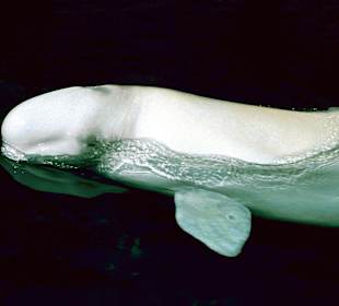 Beluga Wal
